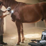 découvrez les principales maladies de peau chez le cheval : symptômes à repérer, causes possibles et traitements pour préserver sa santé cutanée.